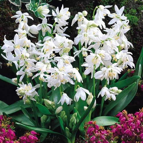 Siberica Alba